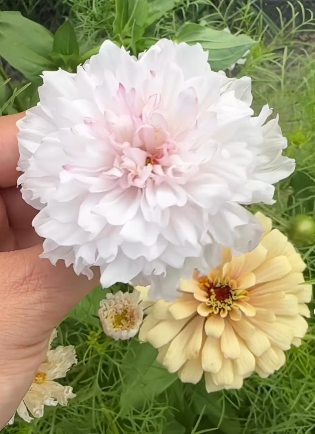 Why We Grow Cosmos: More Than Just a Pretty Flower