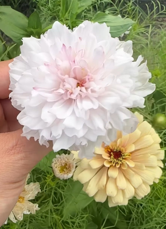 Why We Grow Cosmos: More Than Just a Pretty Flower