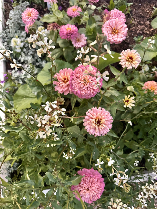Zinnias and Their Best Garden Friends