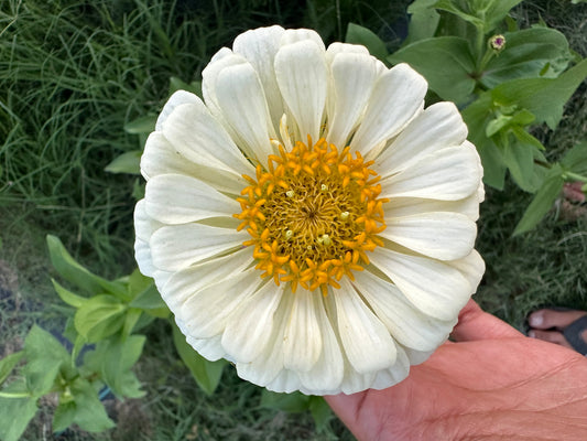 Placeholder image for Will Saved Zinnia Seeds Look Like the Parent?