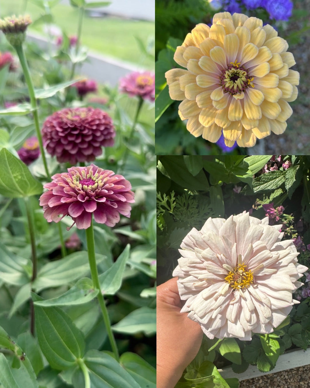 Breeder’s Zinnia Pack