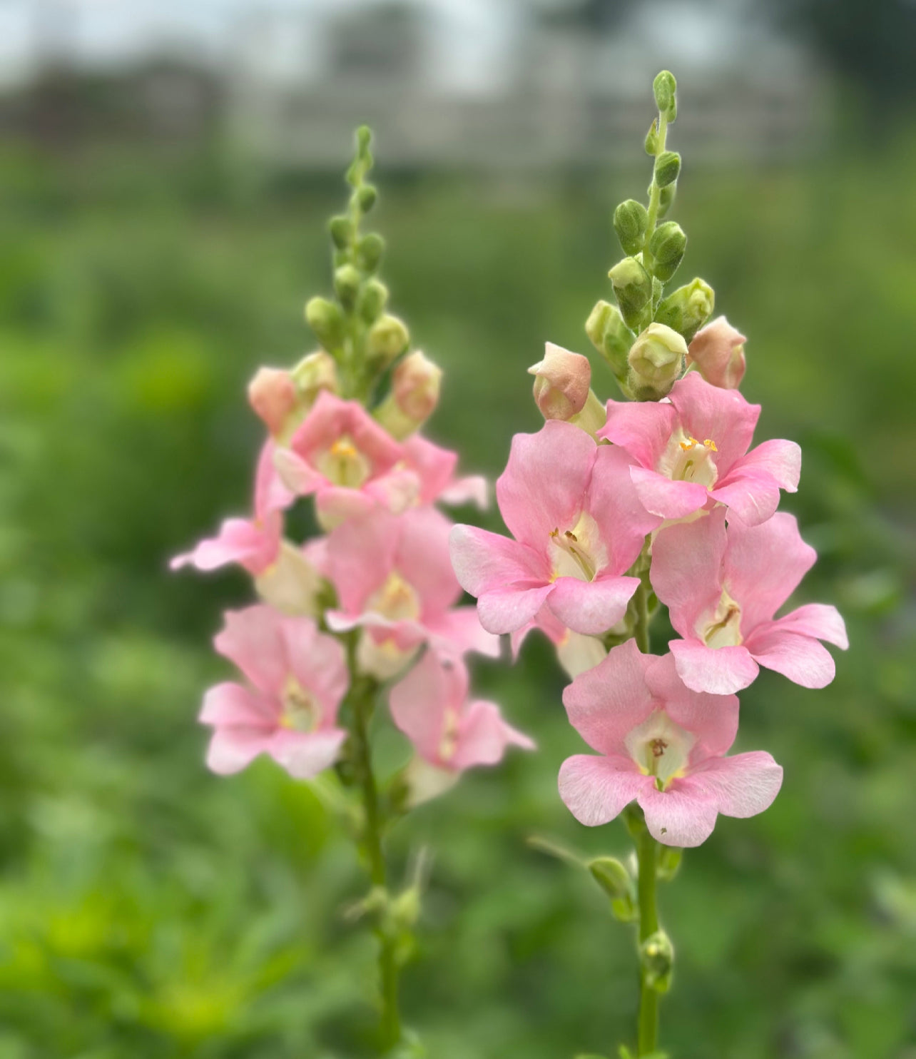 Snapdragons