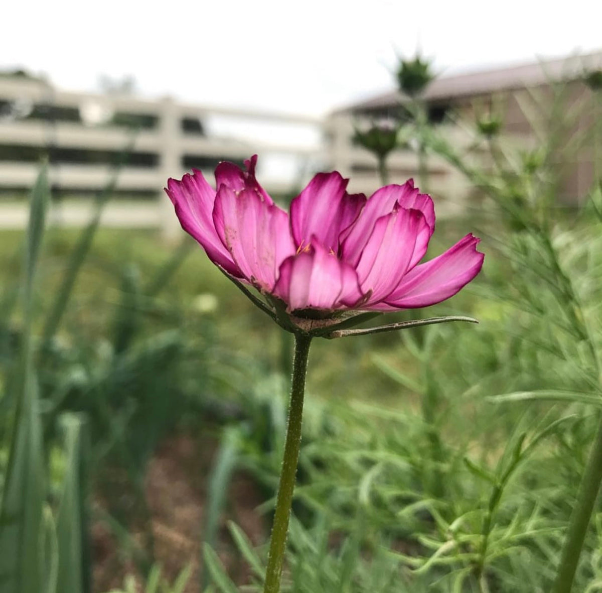 Cosmos