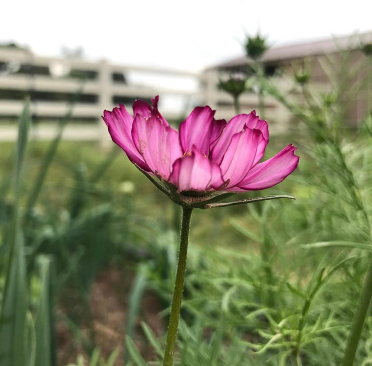 Cosmos