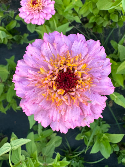 Pastel Tufted Zinnia Seeds