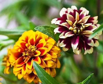50+ Persian Carpet Mix Zinnia Flower Seeds – Long Lasting Annual – Full Sun Or Part Shade – Fresh