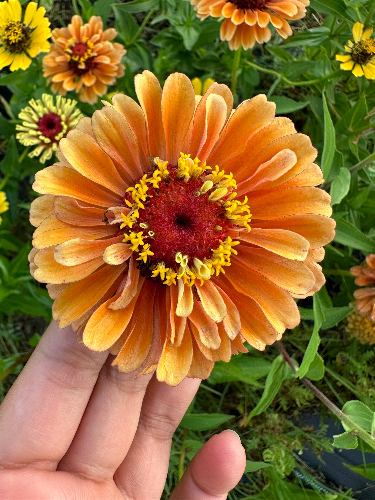 Marmalade Zinnia Seeds