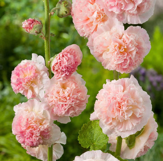 Double Peach Champagne Hollyhock Cut Flower Seeds