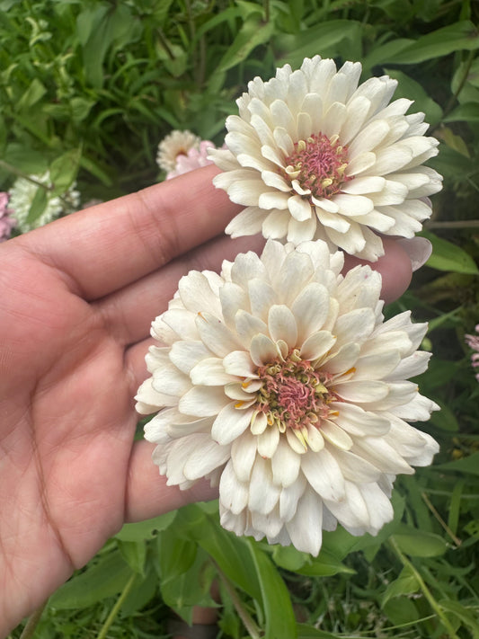 NEW!! Macaron Zinnia Seed Mix!