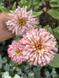 Spun Sugar Cactus Zinnia Seeds