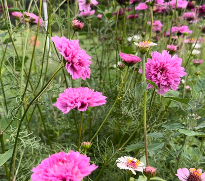 Double Click Rose Cosmos Cut Flower Seeds