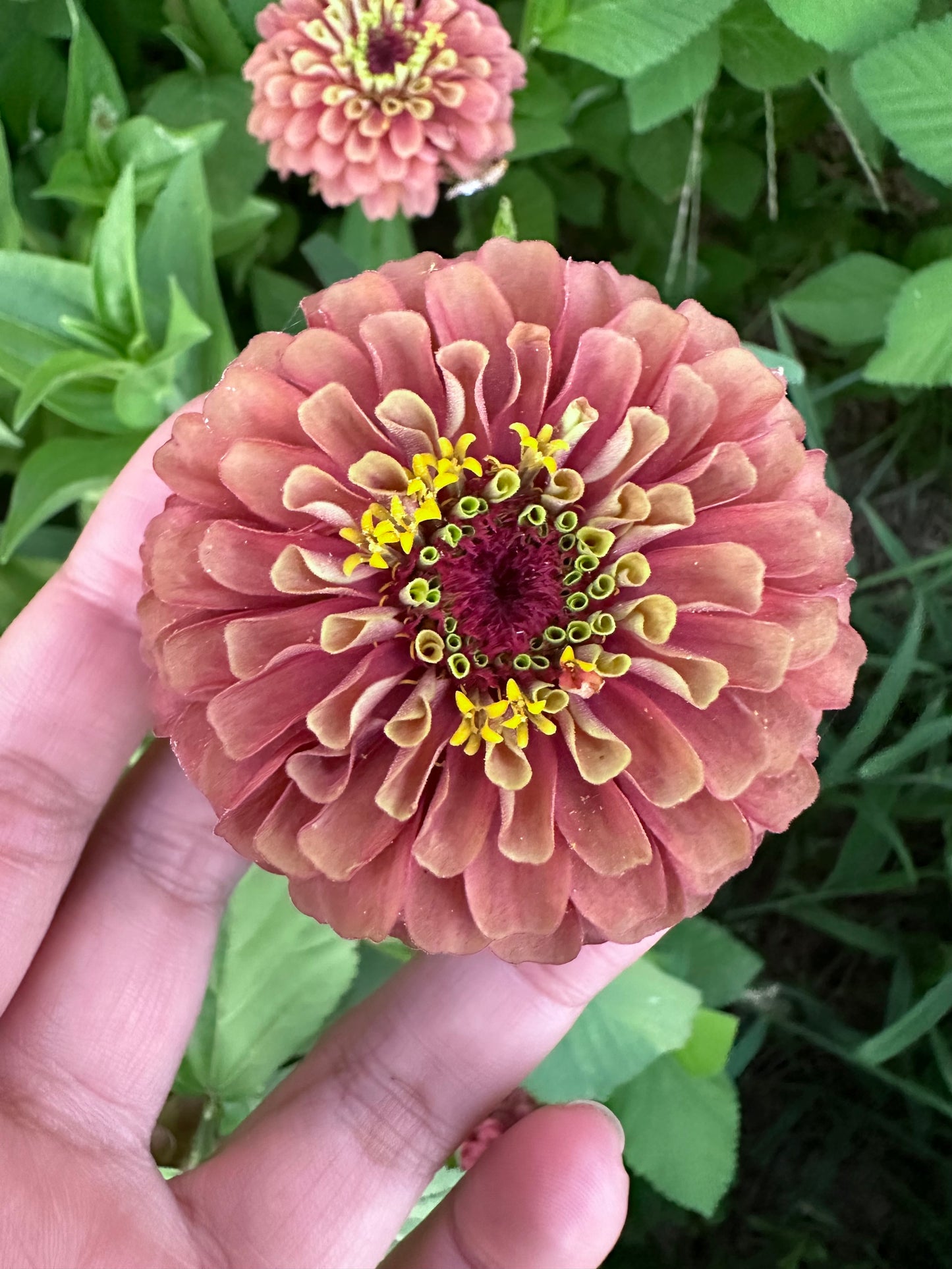 Moody Mix Zinnia Seed Mix Fall Shipping