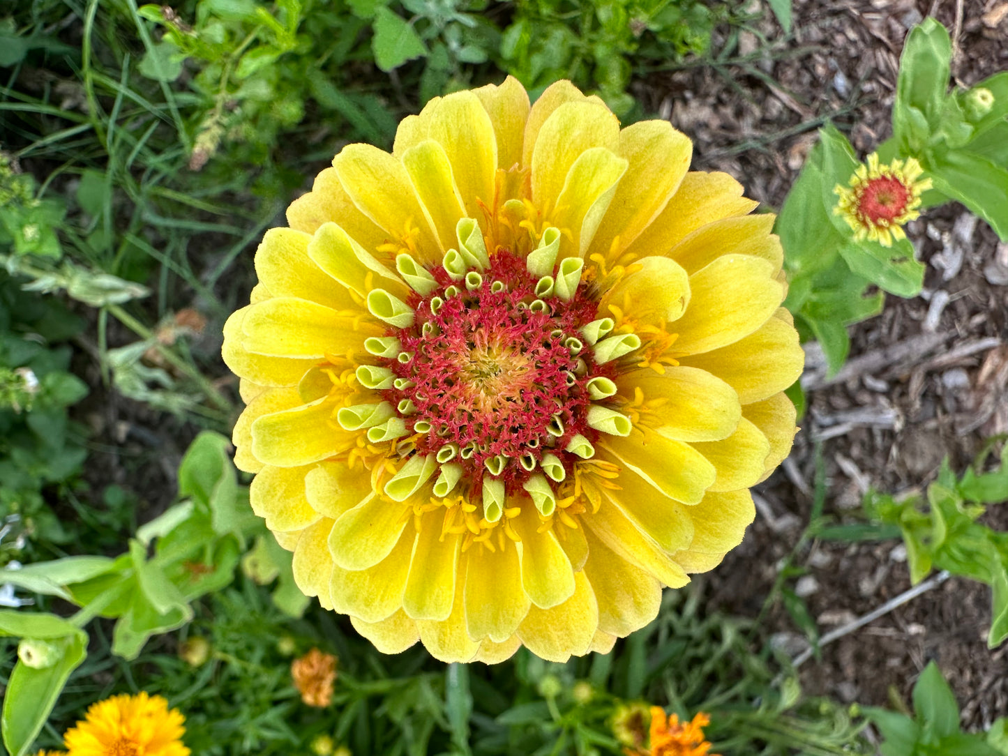 Marmalade Zinnia Seeds