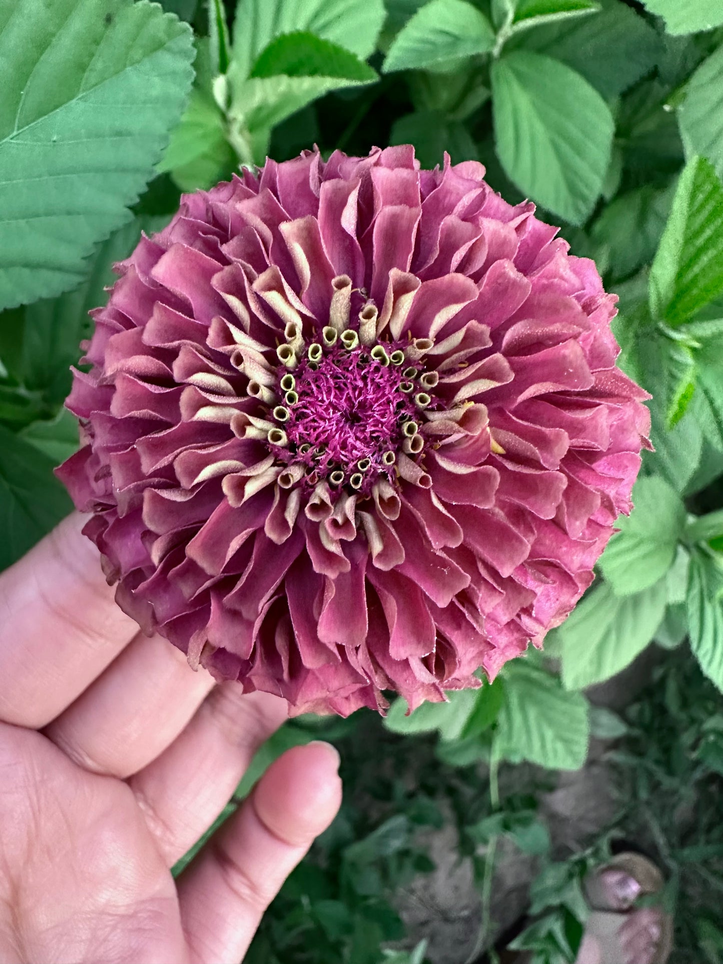 Moody Mix Zinnia Seed Mix Fall Shipping