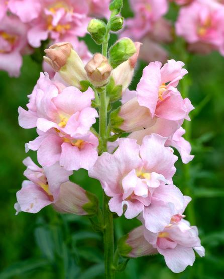 Madame Butterfly Pink
(F1) Snapdragon Cut Flower Seed