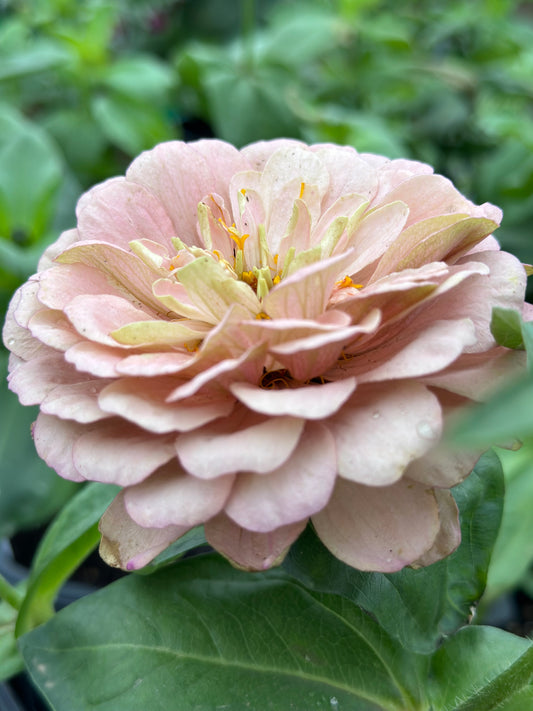 Pink Champagne Zinnia Seed Breeder’s pack Fall Shipping