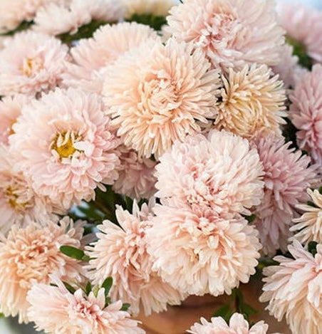 King Size Apricot
China Aster Cut Flower Seed