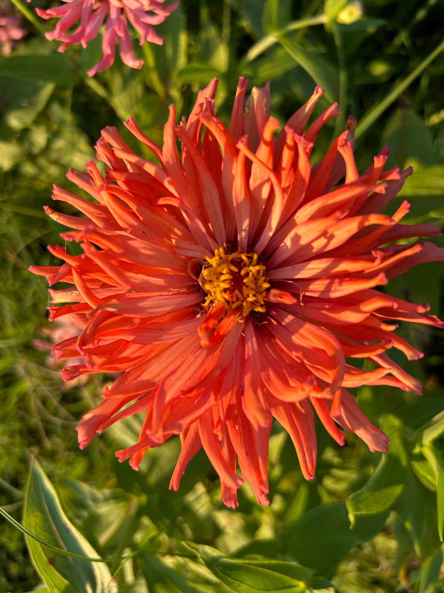 Cactus Mix Zinnia Seeds