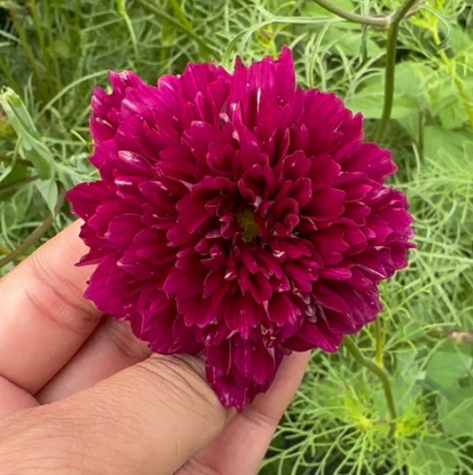 Double Click Cranberries
Cosmos Cut Flower Seed