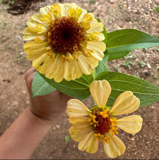 Oklahoma Golden Yellow Zinnia Seeds
