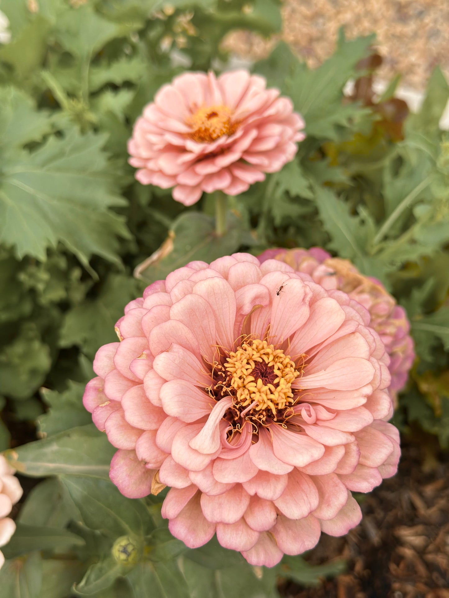 Peach Tone Breeder Pack Zinnia Seeds