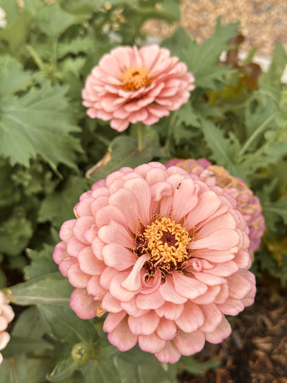 Peach Tone Breeder Pack Zinnia Seeds