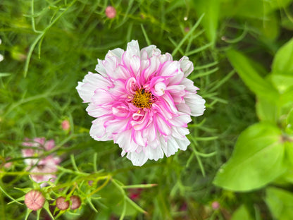 Cosmos Muted Breeding Project Cut Flower Seed