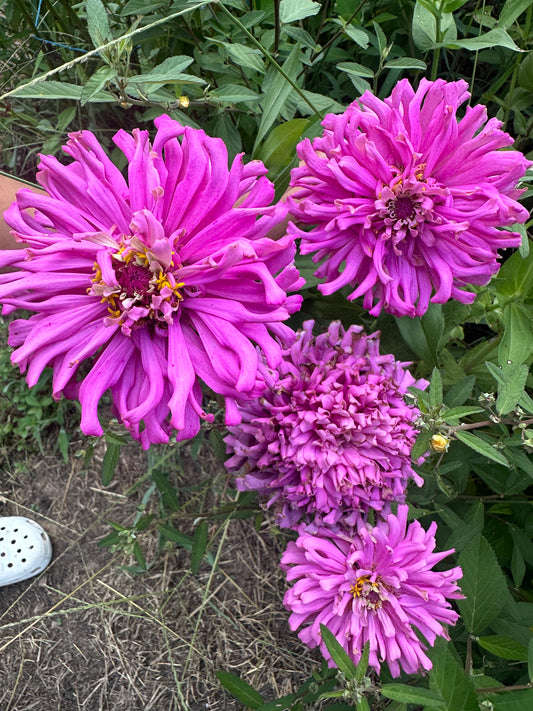 Purple Cactus Zinnia Seeds