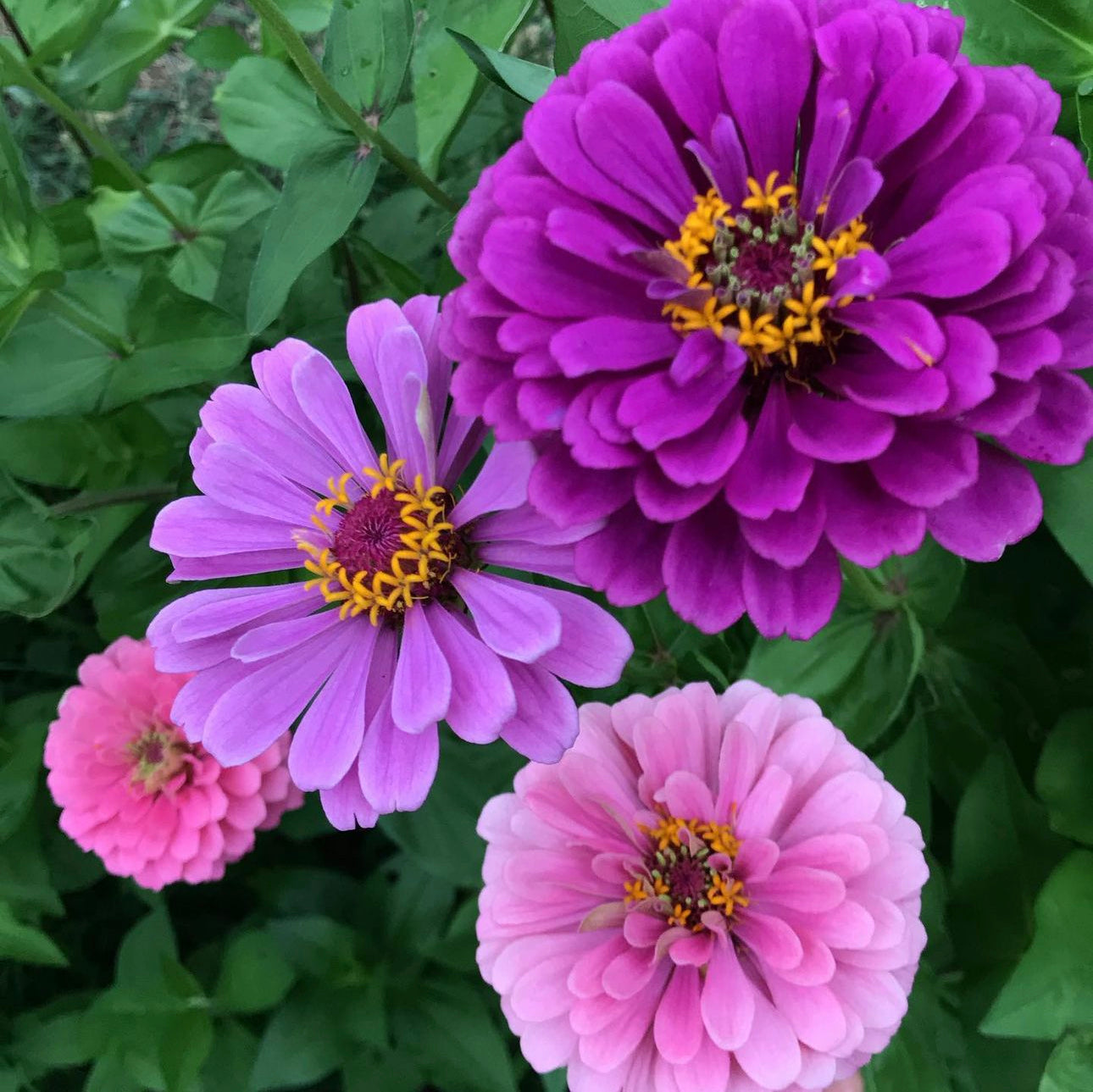 Specialty Breeder’s Pack Pink & Violet Zinnia Seeds