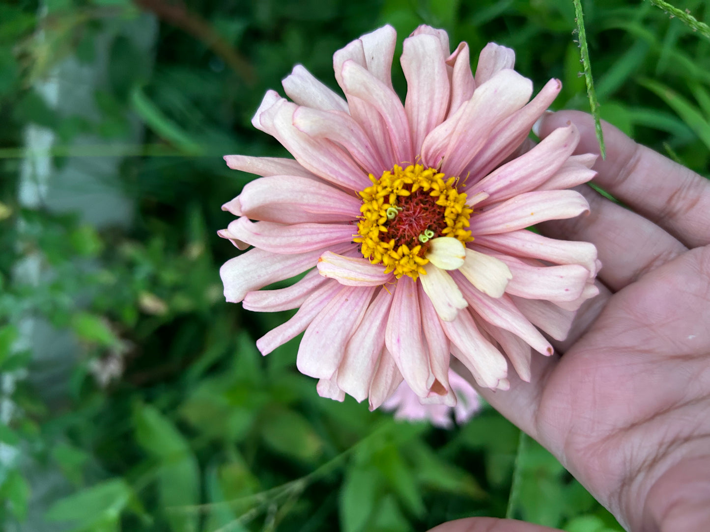 Cactus Mix Zinnia Seeds