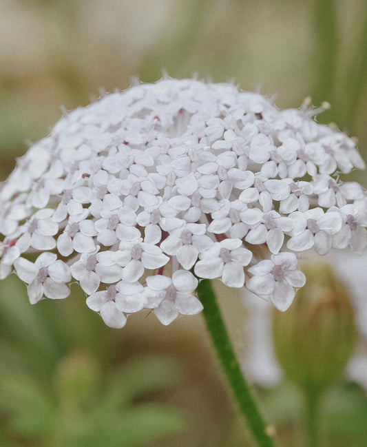 Lacey White Didiscus Cut Flower Seeds