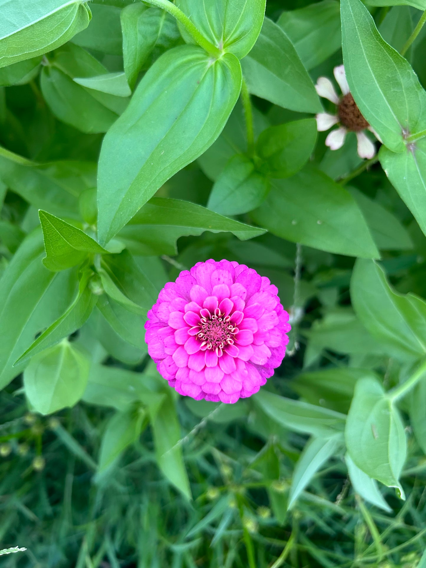 Oklahoma Carmine Zinnia Seeds