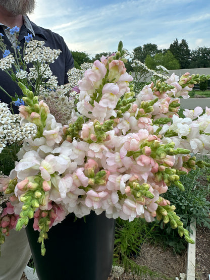 Snapdragon Muted Breeding Project cut flower seeds