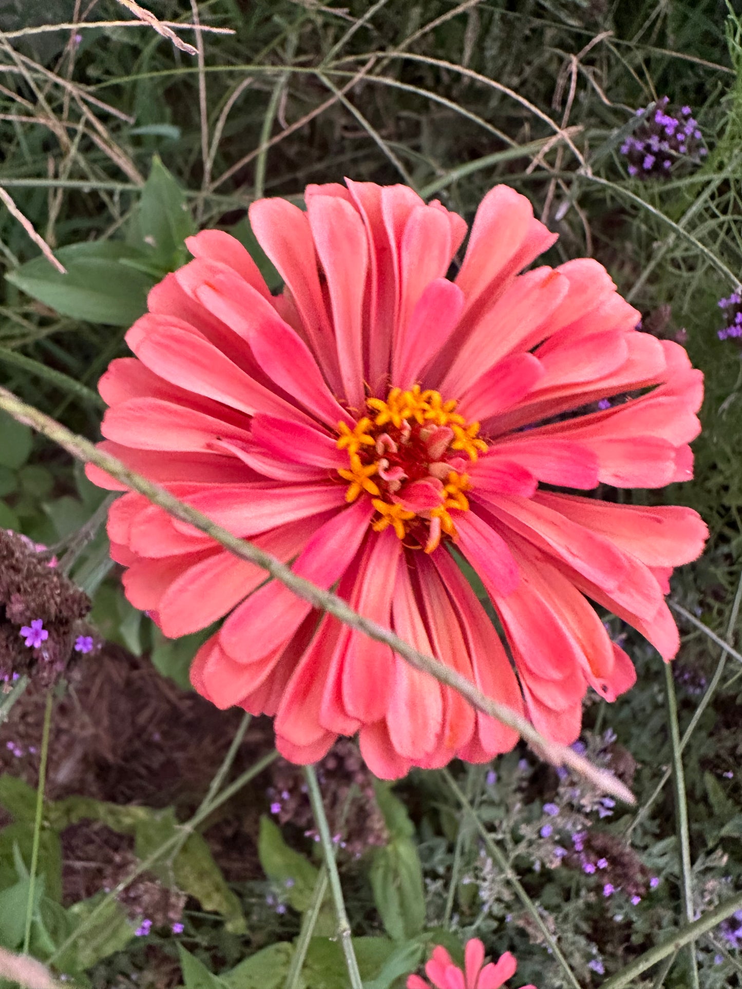 Specialty Breeder’s Pack Watercolor Zinnia Seeds