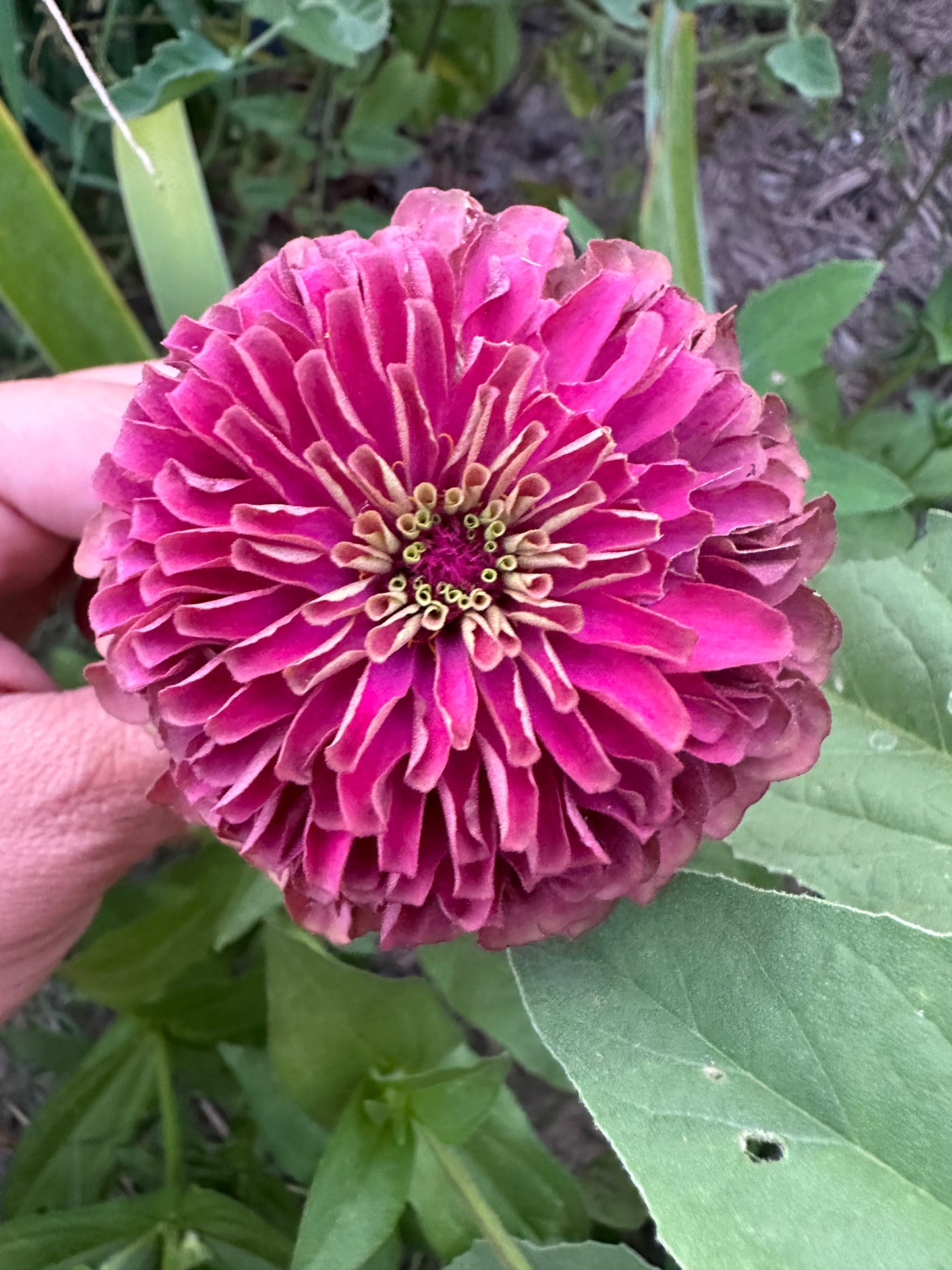 Moody Mix Zinnia Seed Mix Fall Shipping