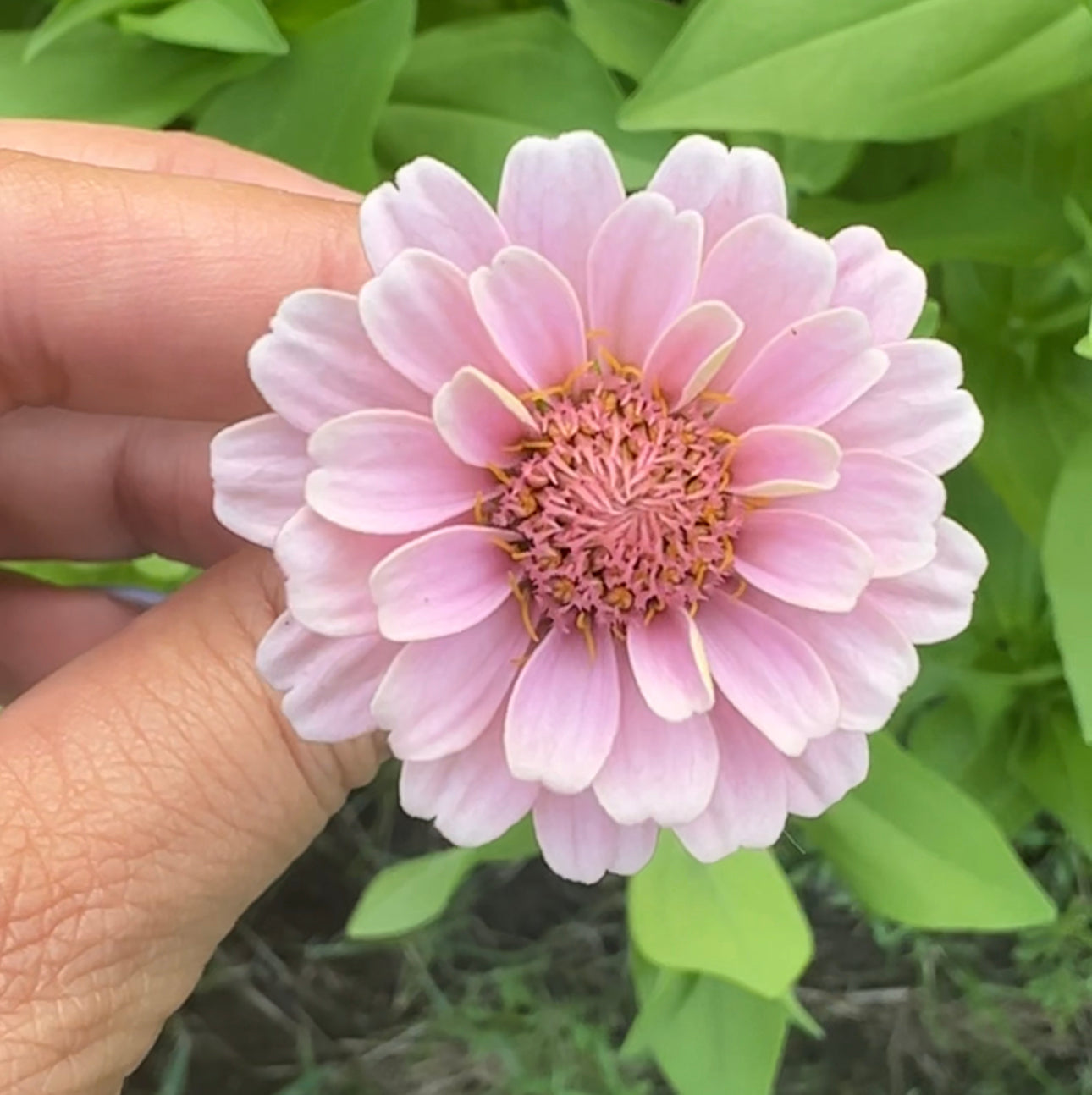 La Petite Mix Mini Zinnia Seeds