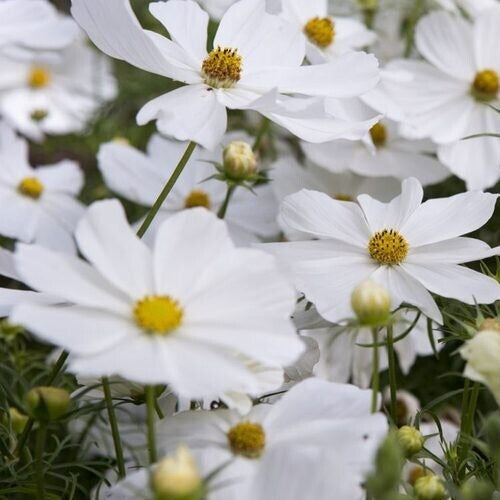 Purity Cosmos Cut Flower Seeds