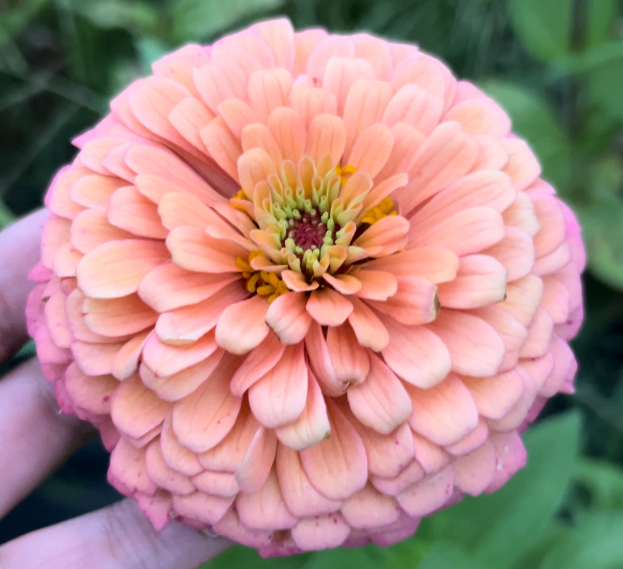 Sorbet Zinnia Seed Mix Fall Shipping