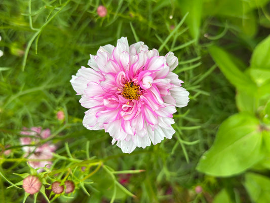 Double Click Bicolor Violet
Cosmos Cut Flower Seeds