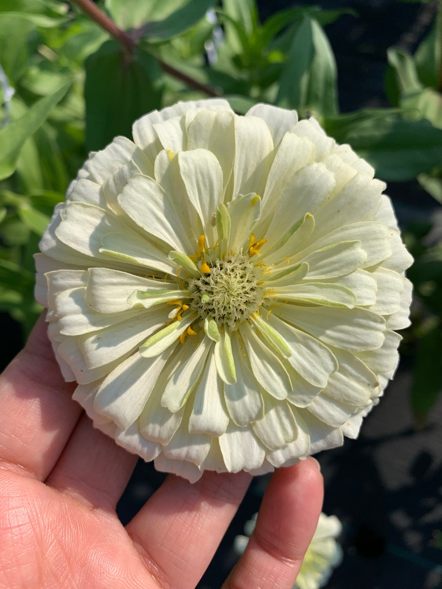 Polar Bear Zinnia Seeds