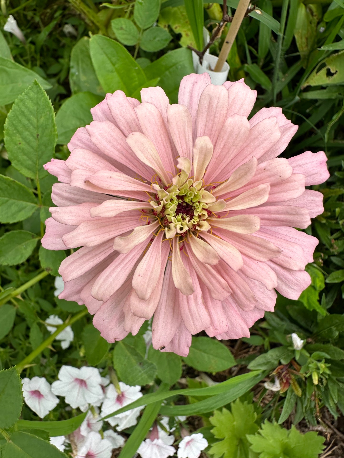 Mauvalous Specialty Breeder’s Zinnia Seeds Shipping Fall 2024