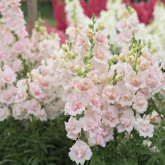 Double Frappe Light Pink Snapdragon Cut Flower seed