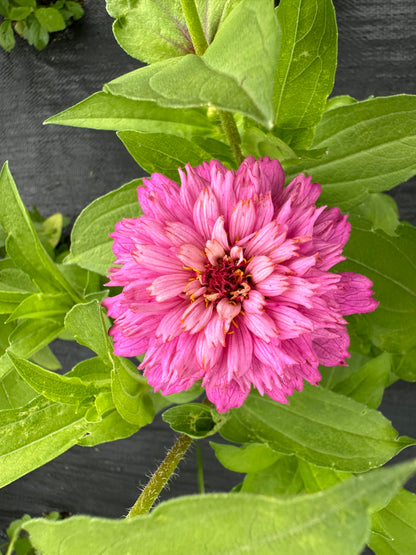 Pastel Tufted Zinnia Seeds