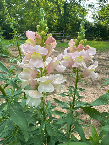 Snapdragon Muted Breeding Project cut flower seeds