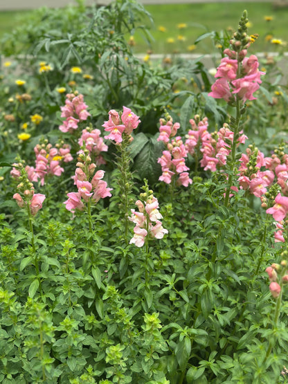 Snapdragon Muted Breeding Project cut flower seeds