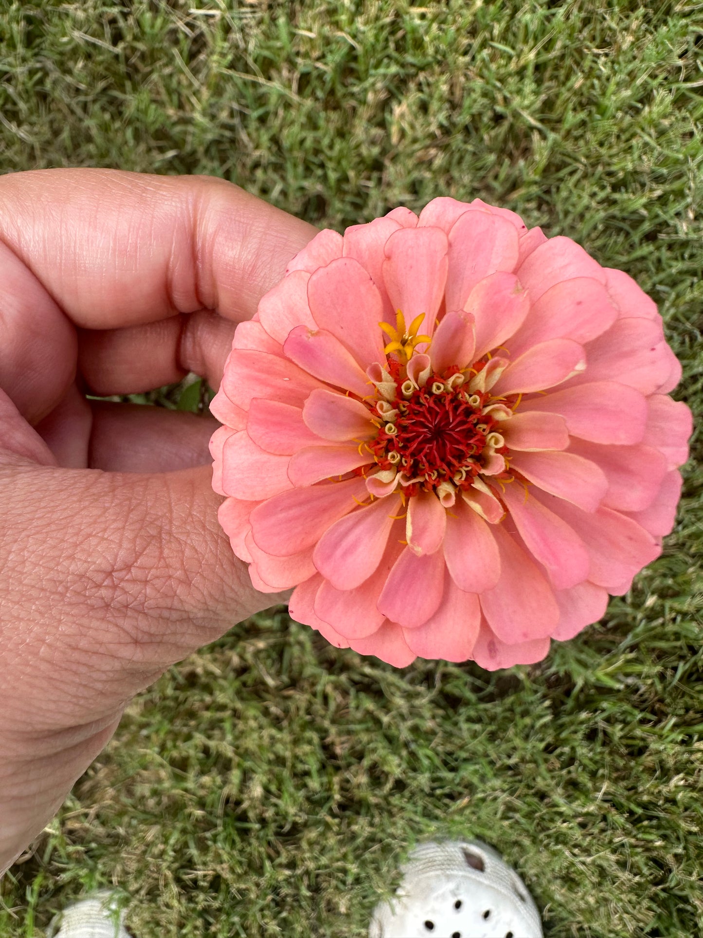 Lilliput Gem Mix Dwarf Zinnia Seeds