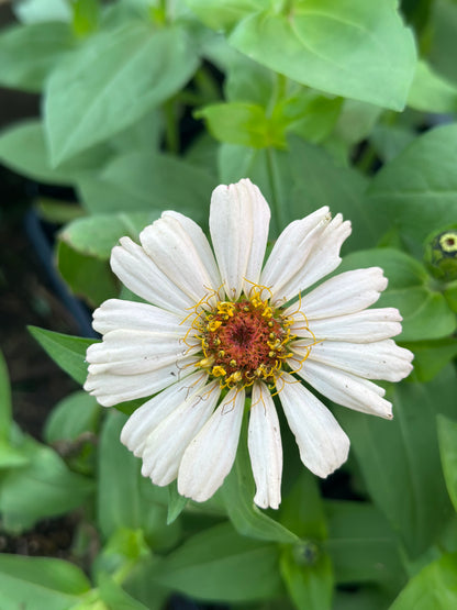 Strawberry Bon Bon Zinnia Seeds