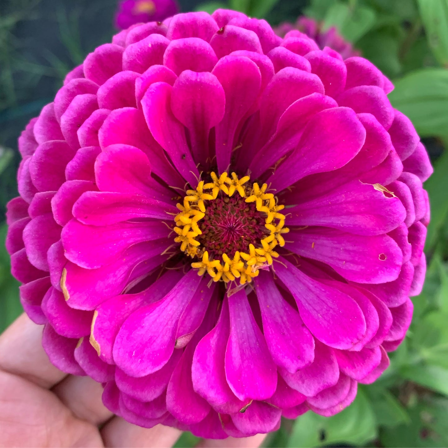 Strawberry & Cream Mix Zinnia Seed Mix