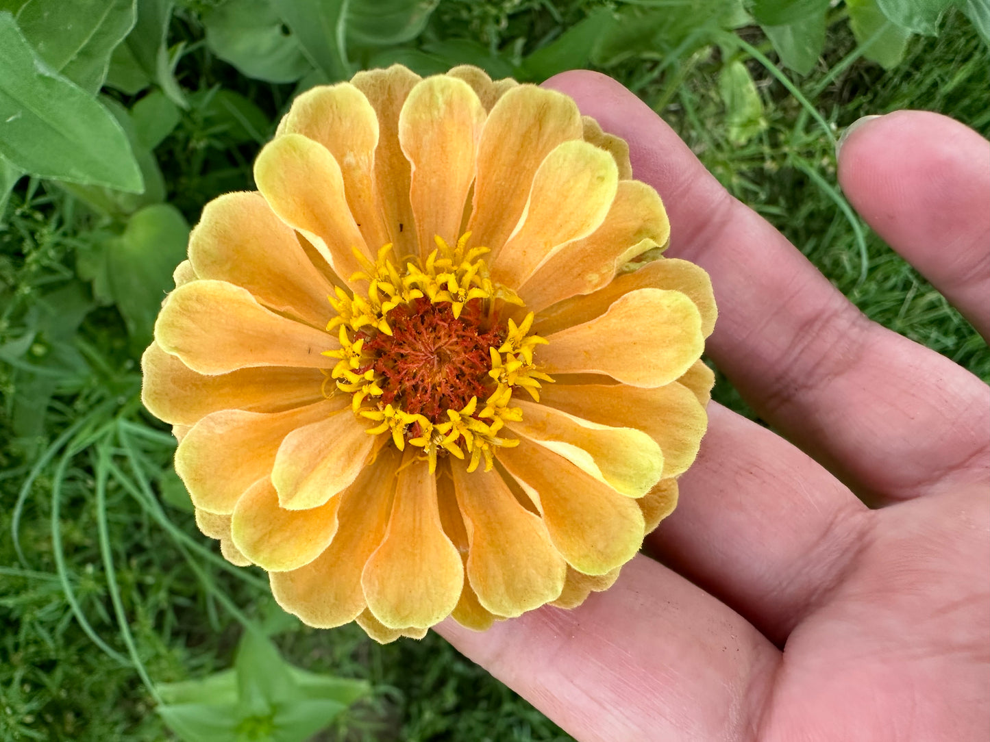 Marmalade Zinnia Seeds