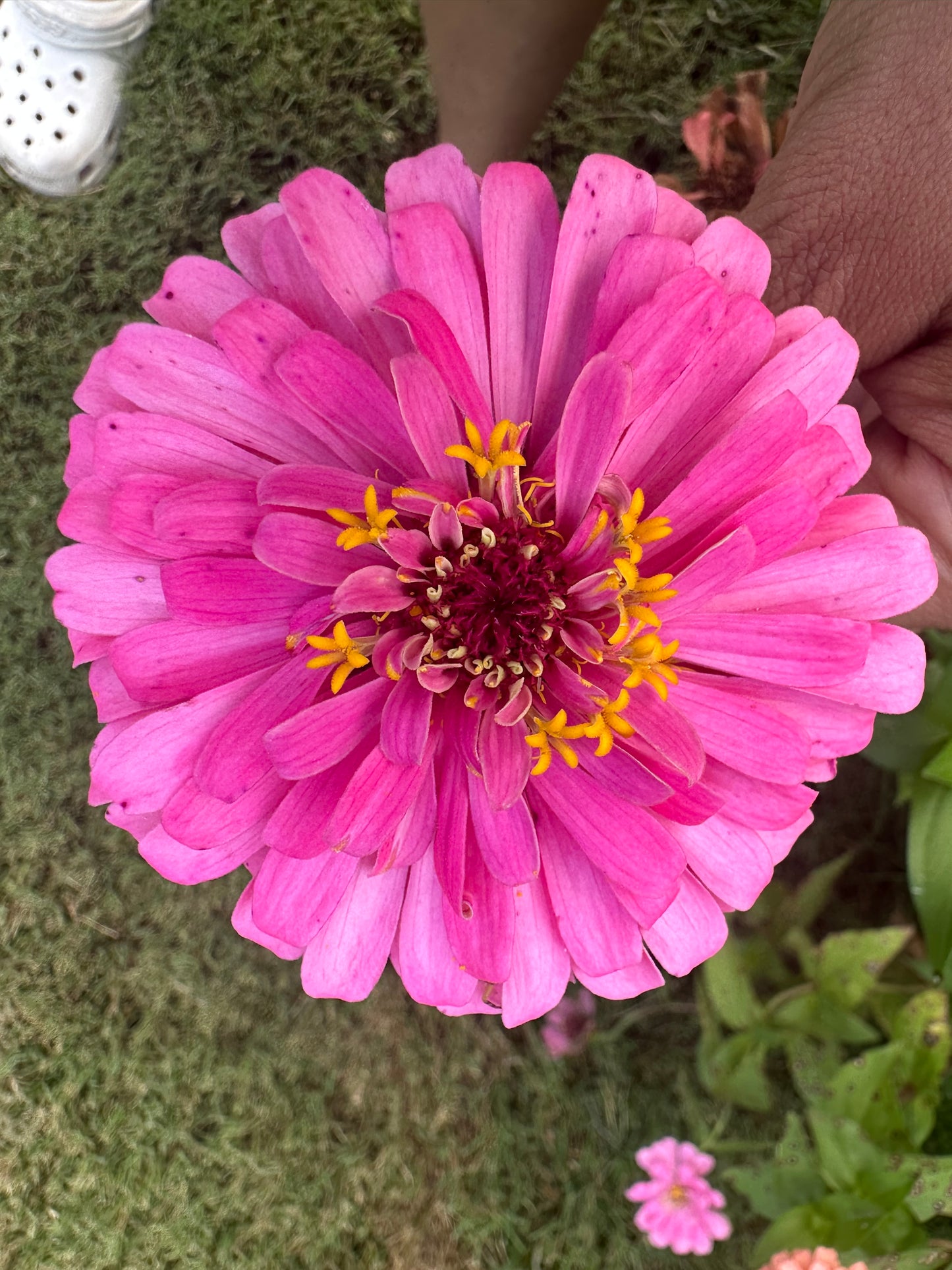 Strawberry & Cream Mix Zinnia Seed Mix